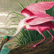 Roseate Spoonbill, Detail Art Print