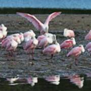 Roseate Spoonbills Gather Together 6 #1 Art Print