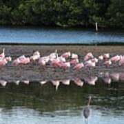 Roseate Spoonbills Gather Together 7 Art Print