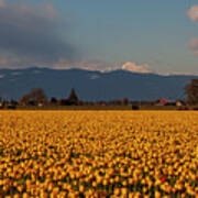 Rows Of Yellow Tulips Art Print