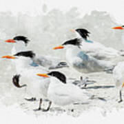 Royal Terns Watercolor Art Print