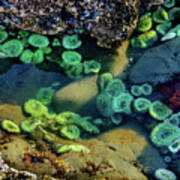 Ruby beach Tide Pool 320 Jigsaw Puzzle by Mike Penney - Pixels
