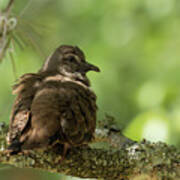 Ruddy Ground Dove Art Print