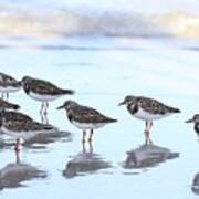 Ruddy Turnstones Art Print