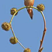 Rufous Hummingbird In California Bird Sanctuary Art Print