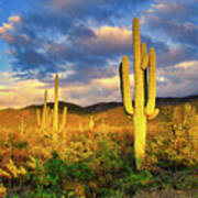 Saguaro Cacti At Sunset Art Print