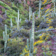 Saguaro Desert Hillside Art Print