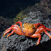 Sally Lightfoot Crab, Grapsus Grapsus, Santa Cruz Island, Galapagos Islands, Ecuador Art Print