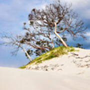 Sand Dunes With Bent Trees 2 Art Print