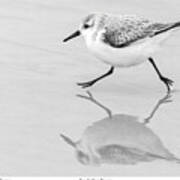 Sanderling Scurry-signed Art Print