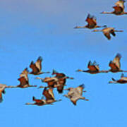 Sandhill Cranes In Flight Art Print