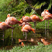 Sarasota Jungle Garden Flamingos In Vrksasana Art Print