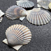 Scallop Shells On Sand Art Print