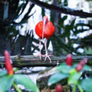 Scarlet Ibis 04 Art Print