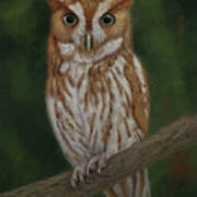 Screech Owl Art Print