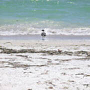 Seagull At Pass A Grille Beach Art Print