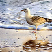 Seagull In The Golden Afternoon Art Print