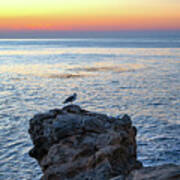 Seagull Perched On A Rock At Sunrise Art Print