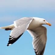 Seagull Sailing Over Louse Point Art Print