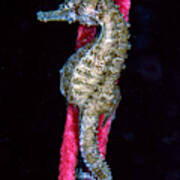 Seahorse On Gorgonian Coral Art Print