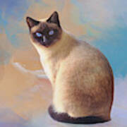 Seal Point Siamese Cat Photograph By Elisabeth Lucas