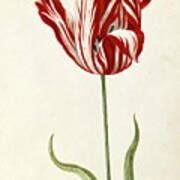 4065.Red and white flower Semper Augustas.POSTER.Home School Office art decor 
