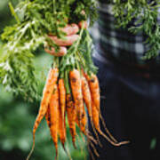 Senior Man With Bunch Of Freshly Harvested Carrots Art Print