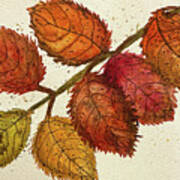Seven Leaves On A Branch Art Print