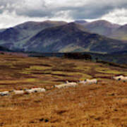 Sheep In The Scottish Highlands - Perthshire Scotland - Landscape Art Print