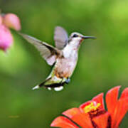 Shimmering Breeze Hummingbird Square Art Print