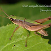 Short-winged Green Grasshopper Art Print