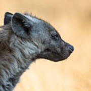 Side View Of Hyena, Kruger National Park, South Africa Art Print