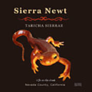 Sierra Newt Taricha Sierrae Art Print