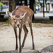 Sika Deer On Miyajima Art Print