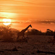 Silhouette Of A Giraffe At Sunset At Okaukuejo In Etosha National Park Art Print