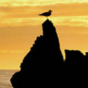 Silhouette Of Seagull Atop A Rock At Sunset Art Print
