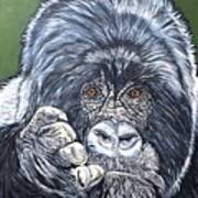 Silverback Gorilla-gentle Giant Art Print
