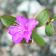 Single Bloom Purple Rhododendron Blossom Art Print