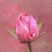Single Pink Rose Bud Art Print