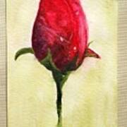 Single Rose Art Print