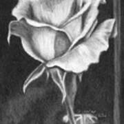 Single White Rose Art Print