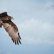 Snail Kite Art Print