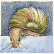 Snail Search Art Print