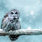 Snow Bound Barred Owl Art Print