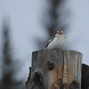 Snow Bunting Art Print