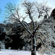 Snow Covered Black Oaks Quercus Kelloggii Yosemite Art Print