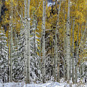 Snow Covered Evergreens And Glowing Aspens Art Print