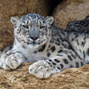 Snow Leopard Couple Art Print