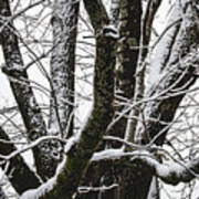 Snow On Trees Art Print