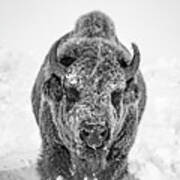 Snowy Bison Art Print